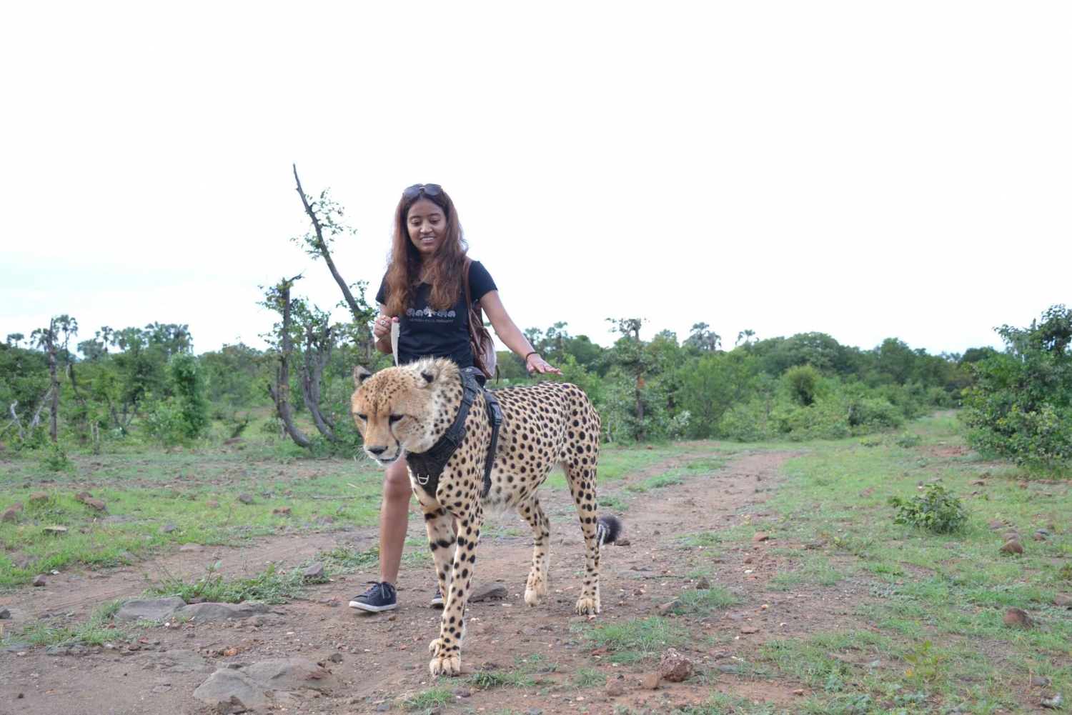 Walk with Cheetahs in Victoria Falls
