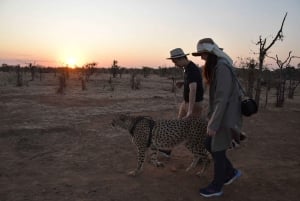 Walk with Cheetahs in Victoria Falls