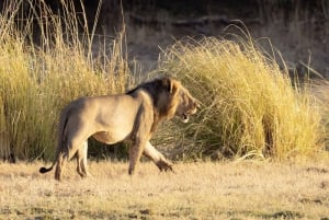 WALKING SAFARI