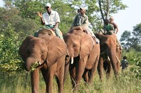 Wildlife Encounters - Mativi Africa