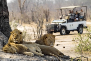 Zambezi 3hr Game Drive