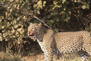 Zambezi National Park Private Wildlife Safari (4 - 10 hours)