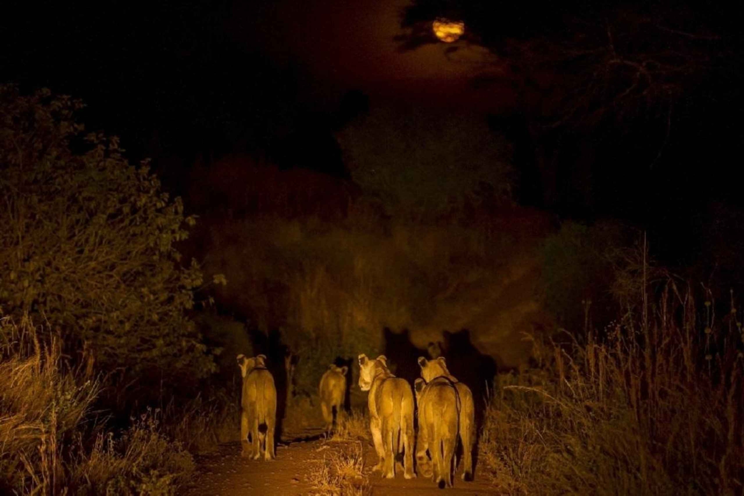 Zambezi nacht wildrit