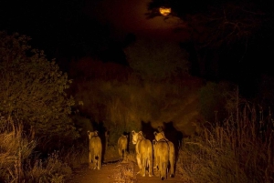 Zambezi nacht wildrit