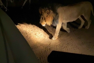 Zambezi nacht wildrit