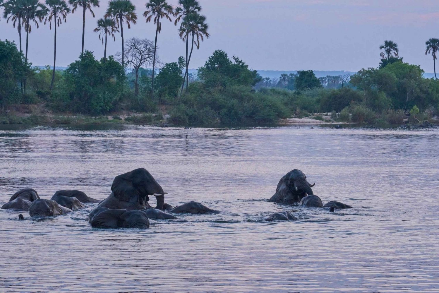 Zambezi River: Dinner Cruise