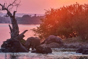 Zambezi River: Dinner Cruise