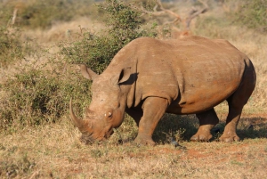 Zambezi Whitewater Rafting &White Rhino Walking Safari Combo