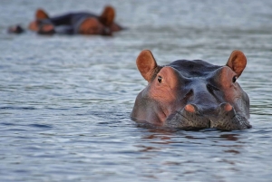 Zambia: safari a caballo de medio día por las cataratas Victoria y almuerzo