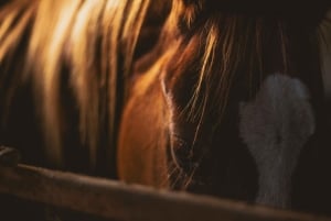 Zambia: safari a caballo de medio día por las cataratas Victoria y almuerzo