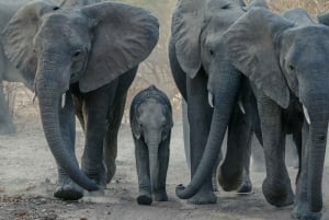 Zambia: safari a caballo de medio día por las cataratas Victoria y almuerzo