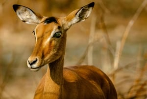 Zambia: safari a caballo de medio día por las cataratas Victoria y almuerzo