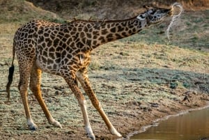 Zambia: safari a caballo de medio día por las cataratas Victoria y almuerzo