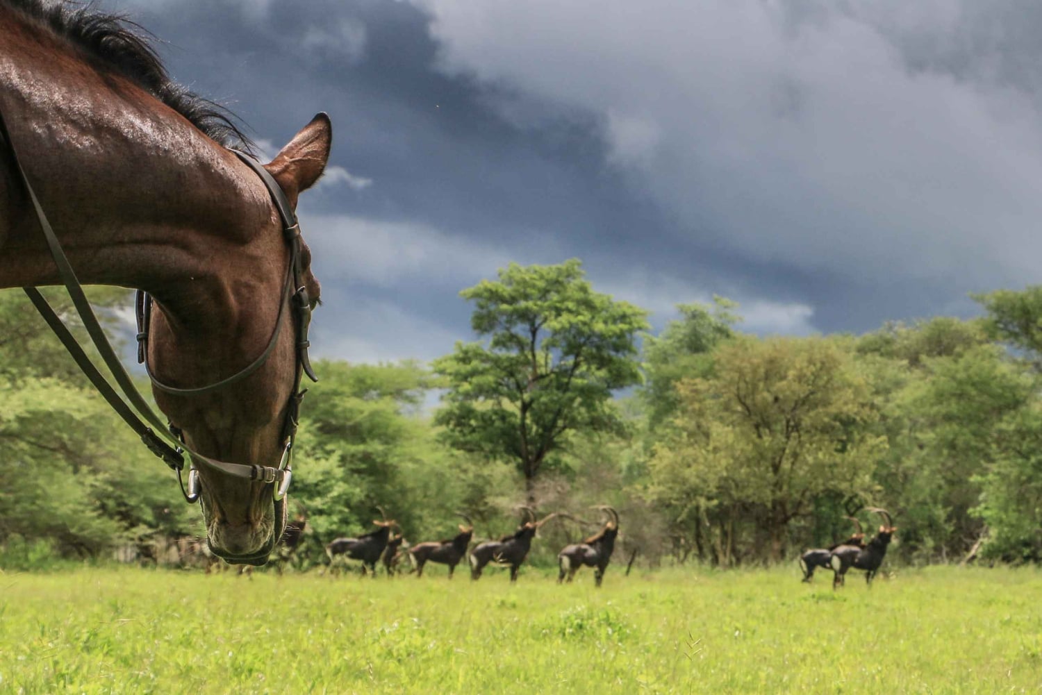 Zimbabwe: 5-dages hestesafari