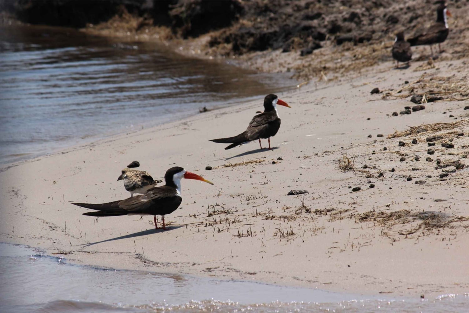 ジンバブエ：ビクトリア滝 1 日パッケージ