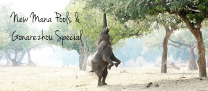 African Bush Camps and Chilo Lodge special For World Tourism Day.