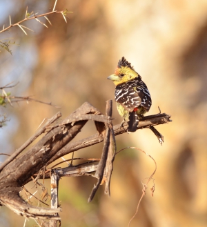 Birds of a Feather – Mutondo Safaris Birding Package
