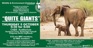 Elephant film show 