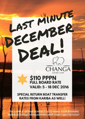 Last Minute December Deal for Changa