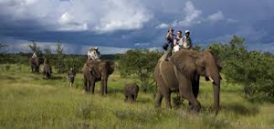 Meet the Elephants of Zimbabwe Safari Tour