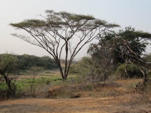 Tree Society of Zimbabwe visit. Ballantyne Park Conservancy