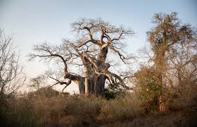 Tree Society of Zimbabwe walk.