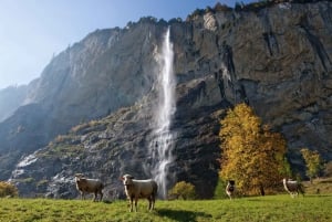 Fra Luzern: Dagstur til Grindelwald og Lauterbrunnen