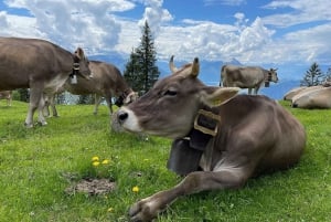 Från Zürich: Dagsutflykt till Rigi och Lucernesjön