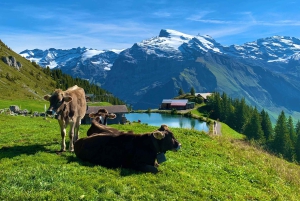 Von Zürich: Engelberg Tagestour mit dem Auto mit Zwischenstopp in Luzern