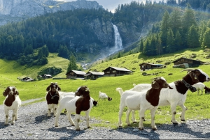 Desde Zúrich: tour privado de un día por los tesoros ocultos de Suiza con un guía local.