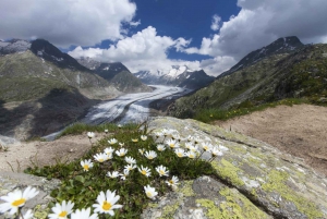 From Zurich: Jungfraujoch Guided Day Tour with Cogway Train