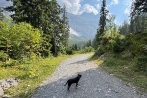 Da Zurigo: escursione privata di un giorno al lago turchese di Oeschinensee