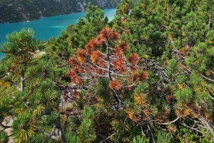 Escursione di un'intera giornata sulle Alpi svizzere e al lago con pick-up