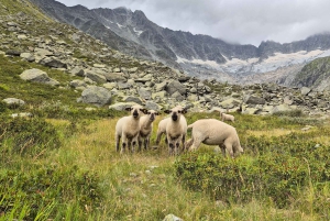 Escursione di un'intera giornata sulle Alpi svizzere e al lago con pick-up