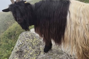 Escursione di un'intera giornata sulle Alpi svizzere e al lago con pick-up