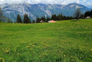 Interlaken: Highlights Tour med en lokal med privat bil