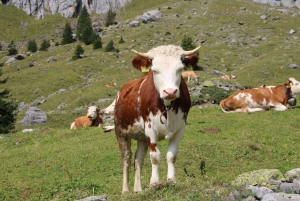 Interlaken: Private Hiking Tour Oeschinen Lake & Blue Lake