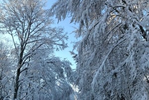Schweizer Highlights: Geführte Tour durch Zürich, Luzern und Basel