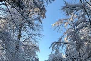 Schweizer Highlights: Geführte Tour durch Zürich, Luzern und Basel