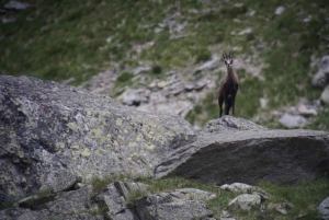 Switzerland: Closer to nature. Private nature safaris