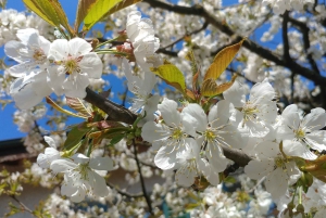 Svizzera: Esperienza culinaria a casa di un locale