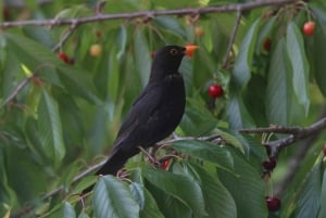 Svizzera: Esperienza culinaria a casa di un locale
