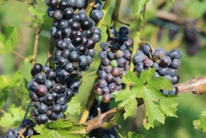 Svizzera: Esperienza culinaria a casa di un locale