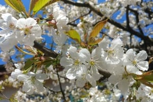 Schweiz: Middagsupplevelse hemma hos en lokalbo