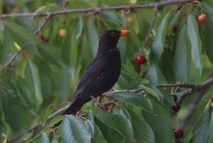 Schweiz: Middagsupplevelse hemma hos en lokalbo