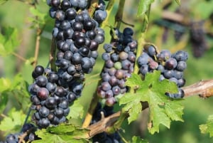 Schweiz: Middagsupplevelse hemma hos en lokalbo