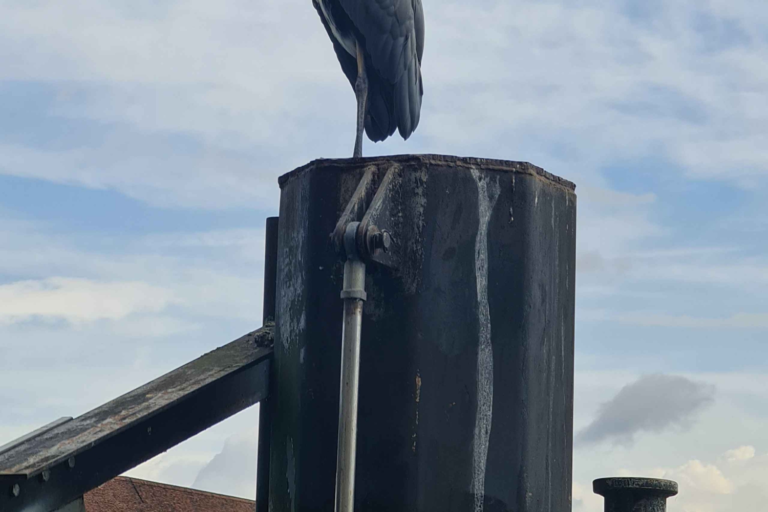 Schweiz: Private Natursafari heimischen Guide. Alpen, Seen & mehr entdecken