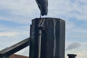 Schweiz: Private Natursafari heimischen Guide. Alpen, Seen & mehr entdecken
