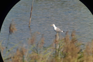 Schweiz: Private Natursafari heimischen Guide. Alpen, Seen & mehr entdecken