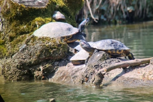 Schweiz: Private Natursafari heimischen Guide. Alpen, Seen & mehr entdecken